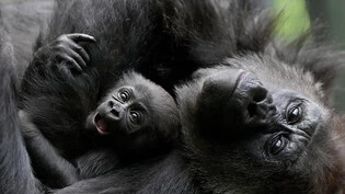 Das Geschlecht des neuen Gorilla-Babys ist noch unbekannt. (Archivbild)