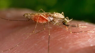 Die Malariamücke Anopheles wurde in Italien erstmals seit 50 Jahren wieder entdeckt. Archivbild)