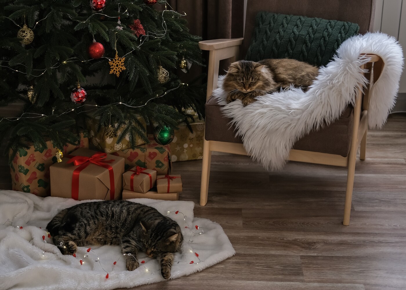 Der Christbaum gehört dazu: Allerdings kann er für unsere Fellnasen gefährlich werden.