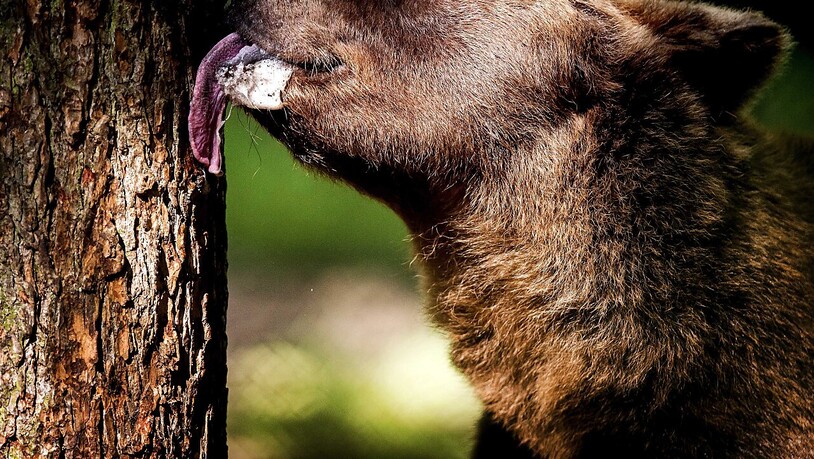 Der grösste Braunbär Europas ist bei einer Jagd in Rumänien erschossen worden. (Symbolbild)