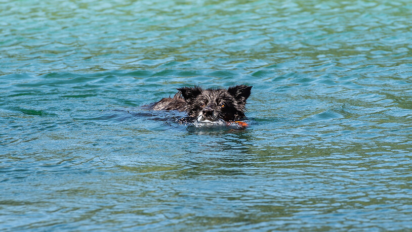 Unter praller Sonne stiegen die Temperaturen am Dienstag auf Höchstwerte. Ein Hund kühlte sich im Wasser ab. 