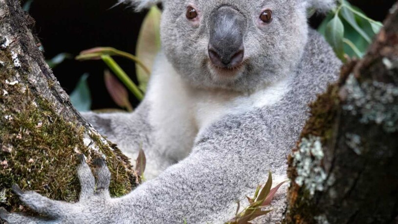 Das neue Koalamännchen Tami erkundigt das Australienhaus im Zoo Zürich.