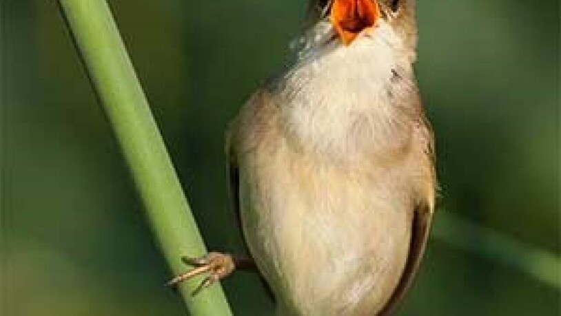 Der Sumpfrohrsänger, ein virtuoses Gesangstalent, ist der Vogel des Jahres 2023. (Bild: BirdLife)
