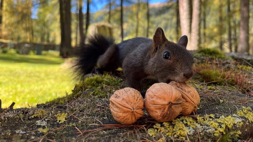 Die Eichhörnchen in Davos sammeln fleissig Nüsse.