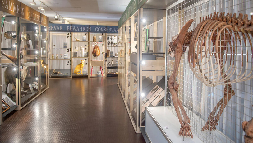Ein Extra zum Jubiläum: Die Sonderausstellung «Schatzkammer – 150 Jahre Bündner Naturmuseum» gewährt anhand von 150 Objekten einen Einblick in die Tätigkeiten des Museums.