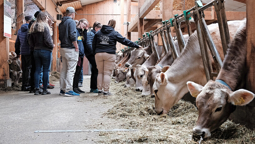 Tiere zum Anfassen: Die Besuchenden konnten sich vom Wohlergehen der Kühe gleich selber überzeugen lassen. 