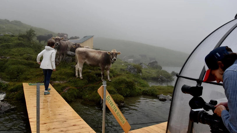Die Kühe sind neugierig auf die durchsichtigen Bungalows und müssen regelmässig verscheucht werden. 