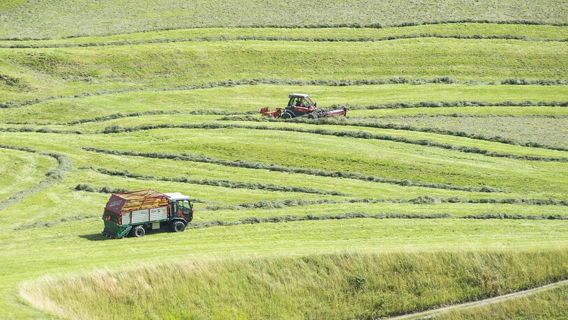 Bauern legen das Heu mit Hilfe einer Maschine ein.
