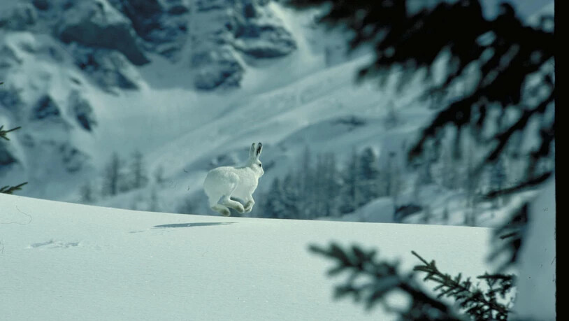 Begegnungen mit Schneesportlern zwingen Wildtiere, wie diesen Schneehasen, oft zu einer kräftezehrenden Flucht.