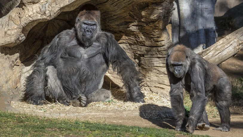 Mehrere Gorillas im San Diego Zoo Safari Park wurden positiv auf das Coronavirus getestet. Es wird vermutet, dass sich die Tiere trotz Sicherheitsvorkehrungen des Zoos bei einem asymptomatischen Mitarbeiter angesteckt haben. Foto: Ken Bohn/San Diego Zoo…