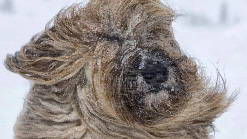 Heftige Föhnwinde bringen auch die "Frisuren" von Hunden durcheinander. (Archivbild)