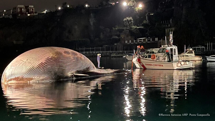 HANDOUT - Ein Boot der Küstenwache treibt neben dem Kadaver eines Riesenwals im Hafenbecken von Neapel. Foto: Küstenwache/dpa - ACHTUNG: Nur zur redaktionellen Verwendung im Zusammenhang mit der aktuellen Berichterstattung und nur mit vollständiger…