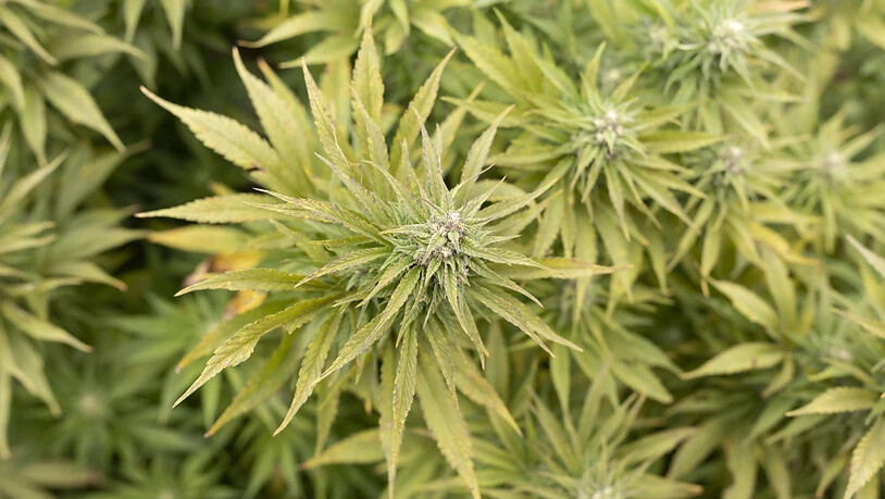 Die St. Galler Polizei hat in einem Lieferwagen 80 Kilogramm synthetisches Marihuana gefunden. Künstlich aufgepeppte Cannabisprodukte sind gefährlich. (Symbolbild)