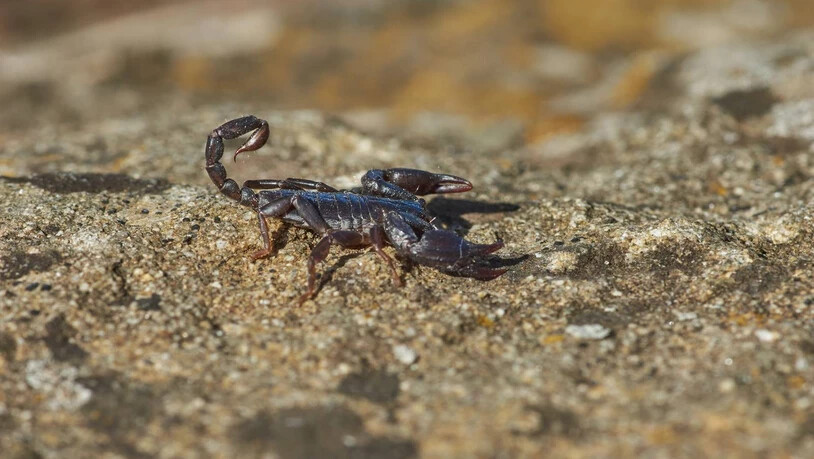 In Graubünden leben drei verschiedene Skorpion-Arten, und manchmal verirren sich die kleinen Tiere auch in Häuser. Was tut man dann?