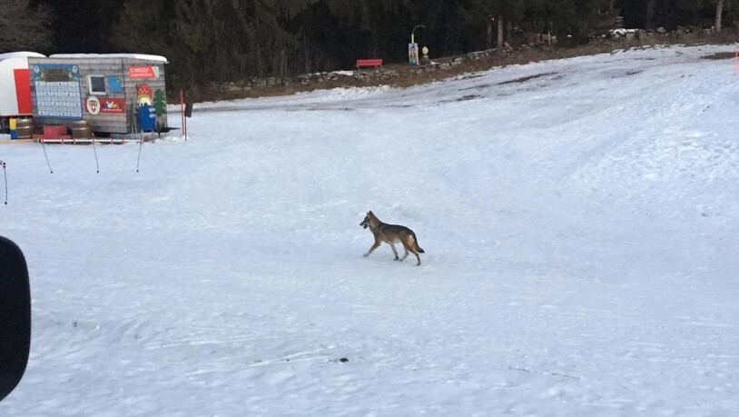 Schon vor einem Jahr war in Obersaxen ein Wolf im Kinderland der Skischule unterwegs.