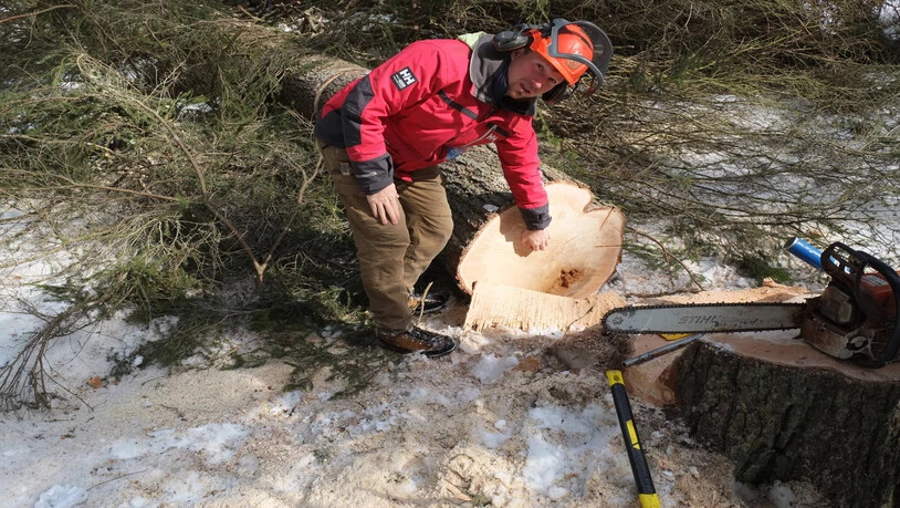 Timo Wattinger zeigt, dass der Baum entlang der Rinde zwar gefroren ist,  aber schnell auftauen kann. Und obwohl der Baum gesund aussah, stellten  die Forstleute eine morsche Stelle (unten rechts) fest.