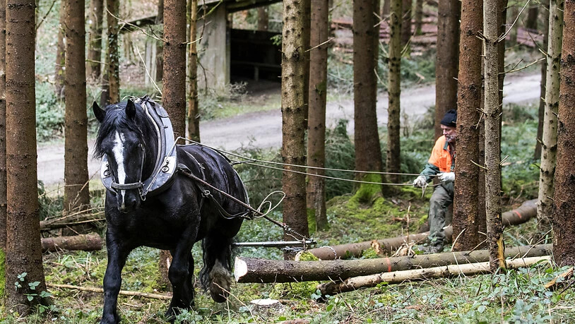 Arbeit für Mann und Pferd: Pferderücker Gian Denoth mit Pferd Uranie holt am MIttwoch in Winterthur wegen des vielen Schnees im Januar umgestürzte Bäume aus dem Wald.
