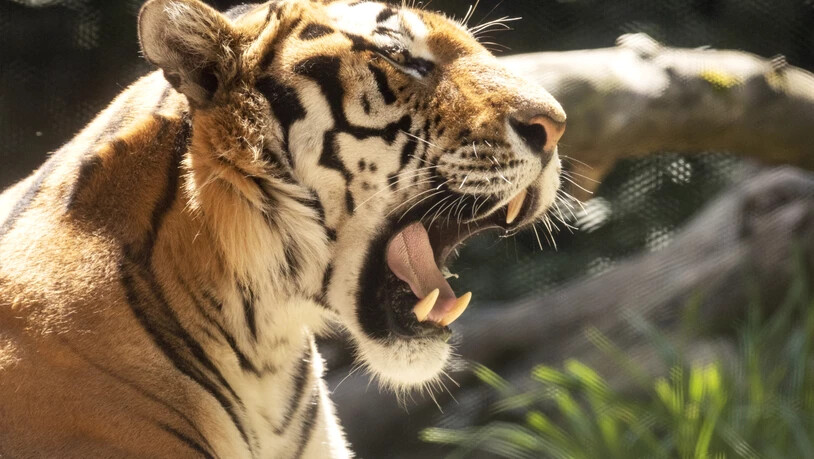 Die Staatsanwaltschaft stellt das Verfahren ein: Der tödliche Tiger-Angriff im Zoo Zürich war ein selbstverschuldeter Arbeitsunfall. (Symbolbild)