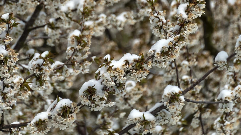 Schnee liegt auf blühenden Kirschbäumen in Ramlinsburg. Der Kälteeinbruch im Flachland setzt den aufblühenden Obstkulturen zu. (KEYSTONE/Georgios Kefalas) Geo-Information: Schweiz/Ramlinsburg Quelle: KEYSTONE Fotograf: GEORGIOS KEFALAS