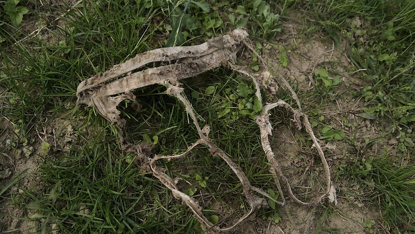 Aufgefuttert bis zur Unkenntlichkeit: Eine von Bodenlebewesen zerfressene Unterhose, die für ein Experiment während zwei Monaten im Erdreich lag. (Archivbild)