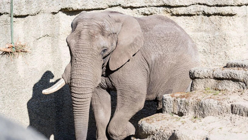 Der 29-jährige afrikanische Elefantenbulle Tusker soll im Zoo Basel für Nachwuchs sorgen.