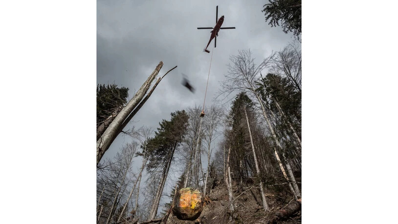 In Schiers wurden die Steine zum bewaldeten Hangstück per Helikopter transportiert.