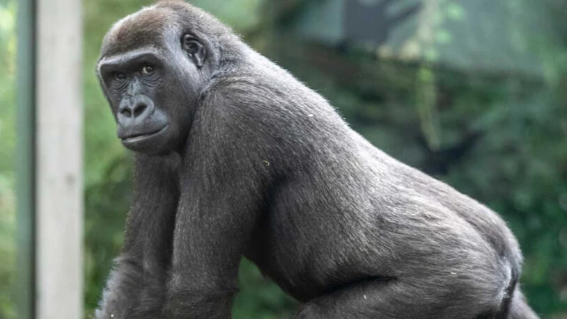 Der Zürcher Zoo musste eines seiner Gorilla-Weibchen einschläfern. Woran sie erkrankte, ist noch unklar.
