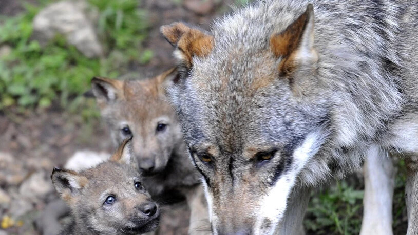 Die Gruppe Wolf Schweiz sieht die Ursache für die wachsende Wolfspopulation in der Schweiz  in der hohen Wilddichte hierzulande. (Archivbild)