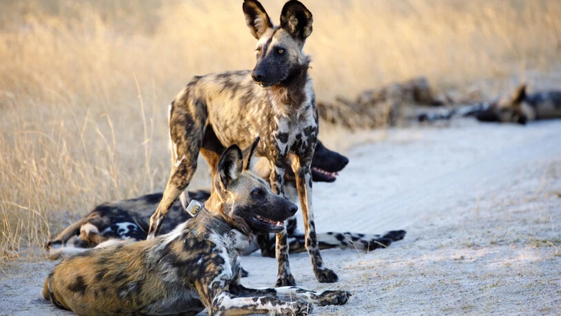 Afrikanische Wildhunde im Moremi Game Reserve in Botswana. Das Tier vorne hat ein GPS-Halsband, das die zurückgelegten Wege während der Abwanderung registriert. Ein Forschungsteam hat die Wanderrouten der Wildhunde kartografiert und macht Vorschläge zur…