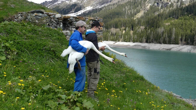 Martin und Stephan Büchi tragen die Schwäne zum hoffentlich letzten Mal hinunter zum See.