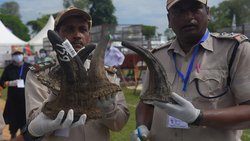 Als Zeichen gegen den illegalen Handel mit Nashorn-Hörnern haben indische Behörden 2489 alte Hörner verbrennen lassen. Damit machte die Regierung am Weltnashorntag am 22.09.2021 auf die Notwendigkeit aufmerksam, die bedrohte Tierart zu schützen. Foto:…