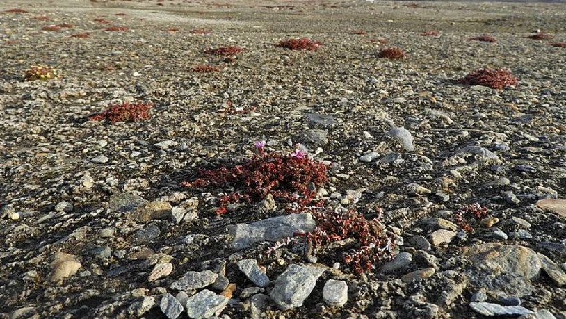 Die nördlichste Blütenpflanze der Welt, der Gegenblättrige Steinbrech. Auch in den Alpen ist er Rekordhalter. Er blüht auf einer Höhe von rund 4500 m. 
