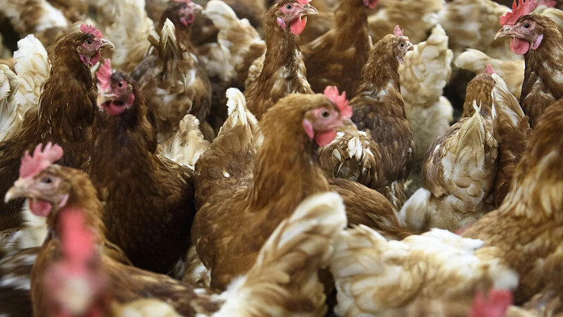 Hühner in einem Landwirtschaftsbetrieb: Geflügel und Gänse sollen wegen des Virus getrennt von Hühnern gehalten werden. (Archivbild)