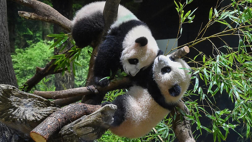 Die Panda-Zwillinge Xiao Xiao (oben) und Lei Lei (unten) wurden nun erstmals den Zoo-Besuchern präsentiert. Foto: Uncredited/Zoologische Parkgesellschaft Tokio via AP/dpa - ACHTUNG: Nur zur redaktionellen Verwendung und nur mit vollständiger Nennung des…