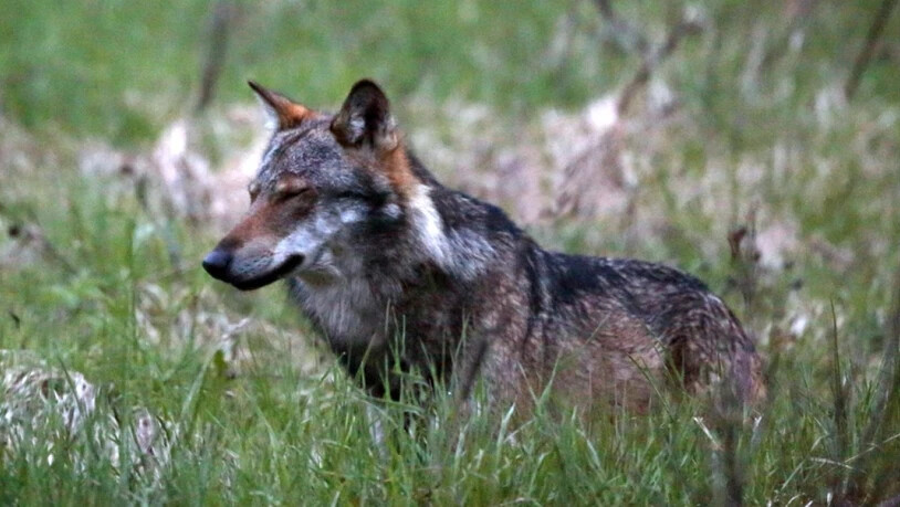 Ein Wolf hat im Oberwallis 28 Nutztiere gerissen. Nun soll das Tier abgeschossen werden. (Symbolbild)