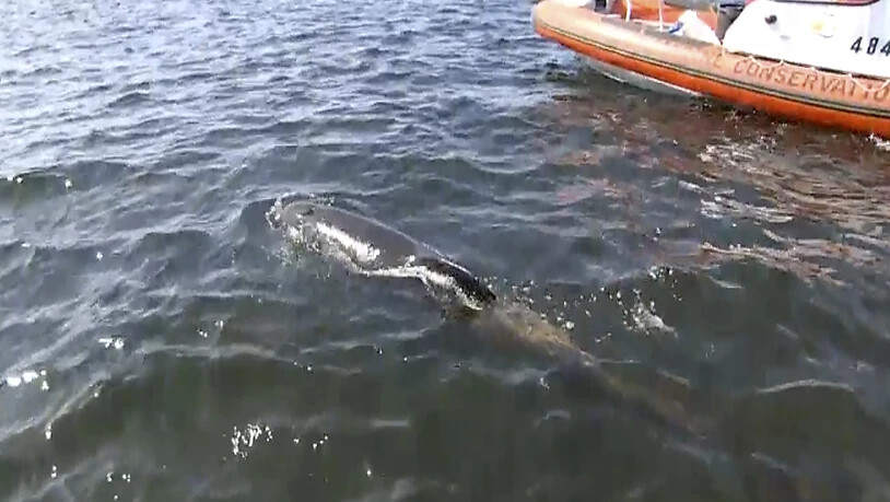 Einer der wenigen geretteten Wale schwimmt ins Meer. Einige der geretteten Tiere versuchten jedoch zu ihren gestorbenen Freunden und Familienangehörigen zurückzuschwimmen.