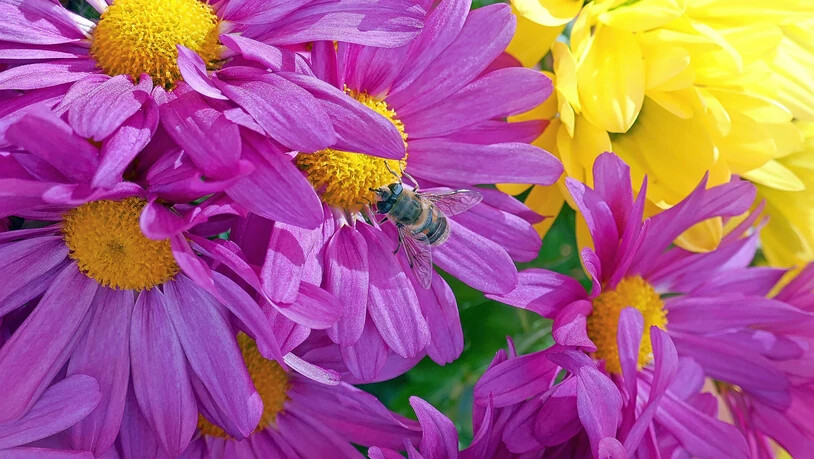 Das milde Wetter freut die Tierwelt: «Diese späte Biene geniesst noch das schöne Wetter und sammelt noch fleissig Nektar aus dem Blütenstempel von diesen schönen farbigen Astern», schreibt Leser Josef Meli zu seinem Anfang der Woche aufgenommenen Bild.