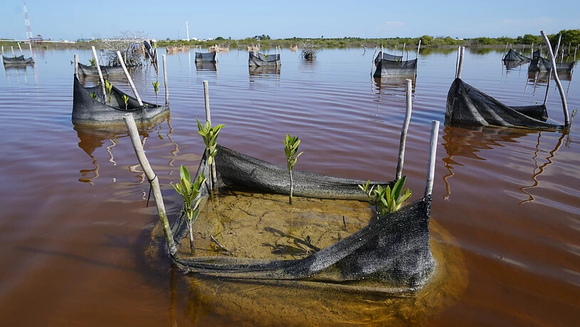 ARCHIV - Mangrovensetzlinge, die in Schlammhügeln gepflanzt wurden, werden durch ein Netz zusammengehalten, wodurch winzige Inseln entstehen. Foto: Eduardo Verdugo/AP/dpa