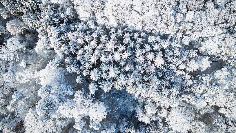 Schnee bedeckte Bäume in einem Wald in Hüttikon ZH. Die Schweiz hat stellenweise die kälteste Nacht des Jahres erlebt.