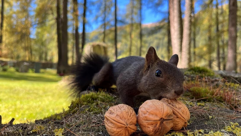 Die Eichhörnchen in Davos sammeln fleissig Nüsse.