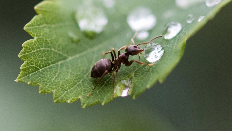 Schweizer Ameisen sind laut einer neuen Studie weniger aggressiv als Ameisen aus Italien.