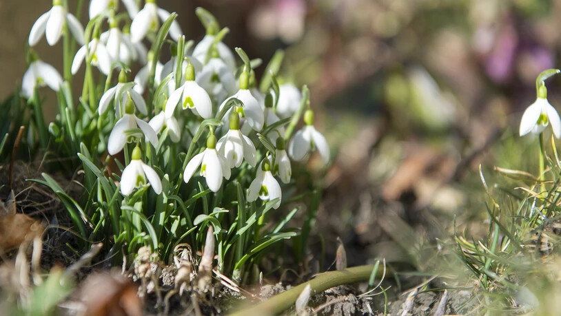 Frühlingshaft: Schneeglöckchen blühen am 14. Februar in Chur.