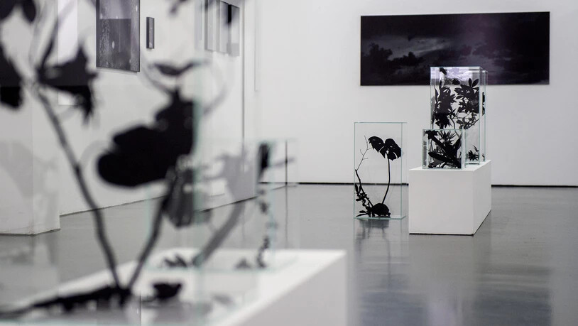 Eingesperrte Natur: Das Künstlerduo Huber/Huber stellt in der Galerie Luciano Fasciati unter anderem schwarze Pflanzen in Kuben aus.