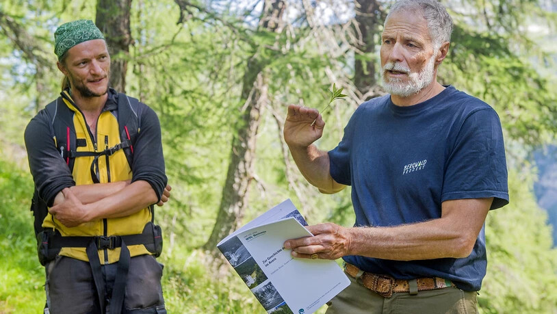 Während fast 40’000 Arbeitsstunden haben Freiwillige des Bergwaldprojekts unerwünschte Baumarten herausgepflegt, Totholz aufgeschichtet und den Waldweg instand gestellt. Martin Kreiliger, Geschäftsführer des Bergwaldprojekts (rechts), erläutert im Cröter Arvenwald den Vorgang des Projekts.