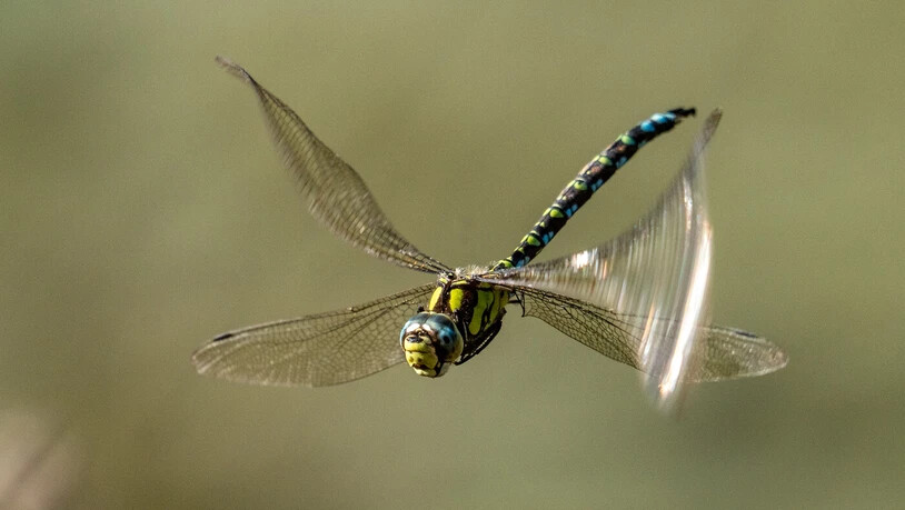 Libellen können ihre Flügel einzeln bewegen, wie dieses Bild beweist.