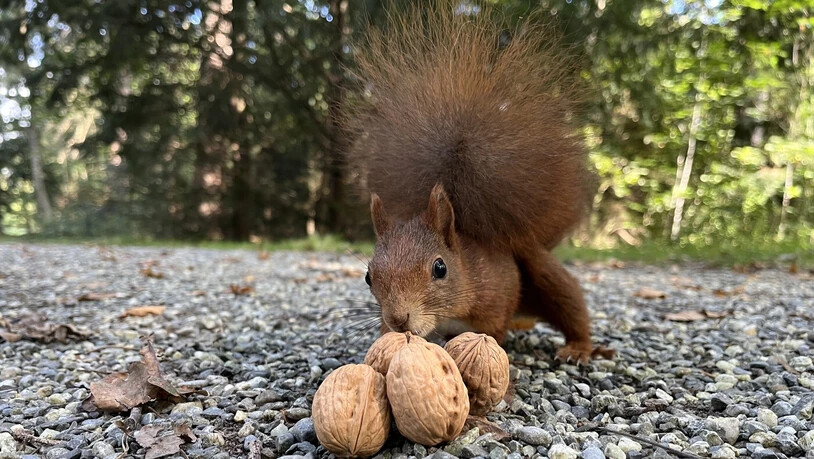 Ein hellbraunes Eichhörnchen sammelt Nüsse.