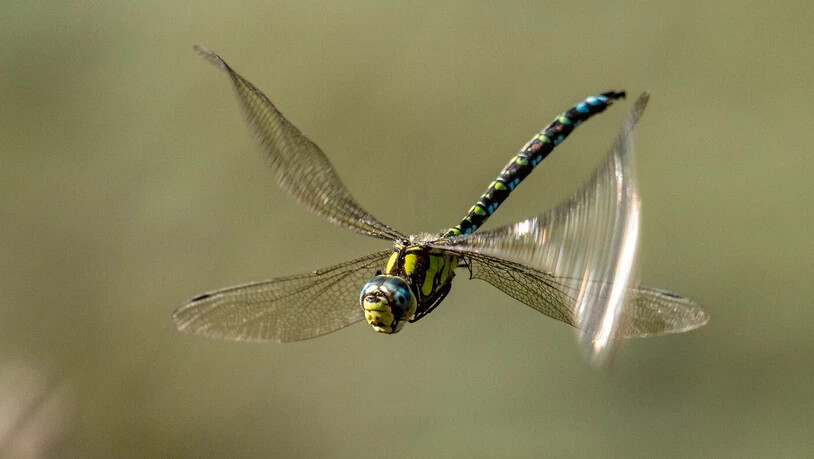 2. Platz: Libellen können ihre Flügel einzeln bewegen, wie dieses Bild beweist.
