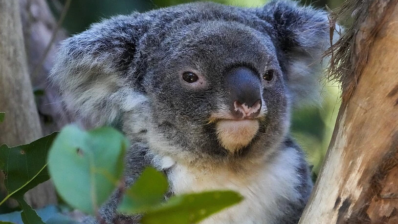 Nach dem Fund Dutzender verletzter und toter Koalas auf einem privaten Grundstück im Südosten Australiens ist ein Forstunternehmen in Melbourne zu einer Geldstrafe von 79'000 australischen Dollar verurteilt worden. (Archivbild)