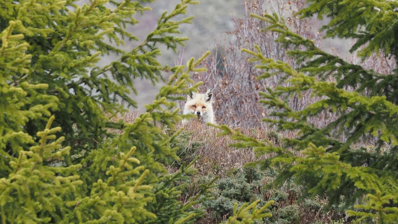 Der schlaue Fuchs: gut versteckt und doch neugierig.