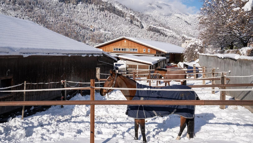 Warm eingepackt: Die Pferde trotzen dem Winterwetter.
